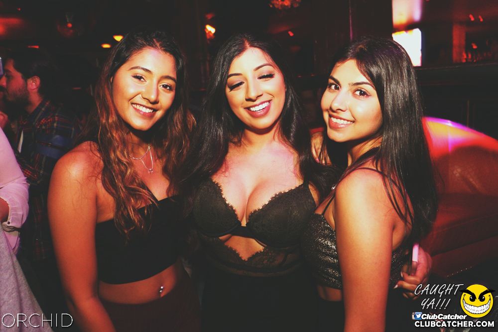 Orchid nightclub photo 62 - June 21st, 2019