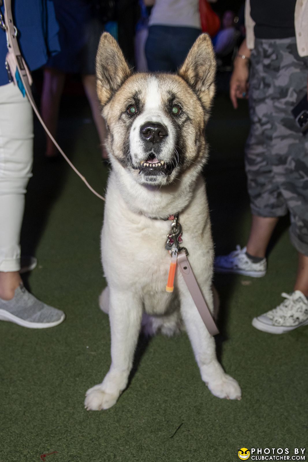 Italfest festival photo 58 - August 11th, 2023