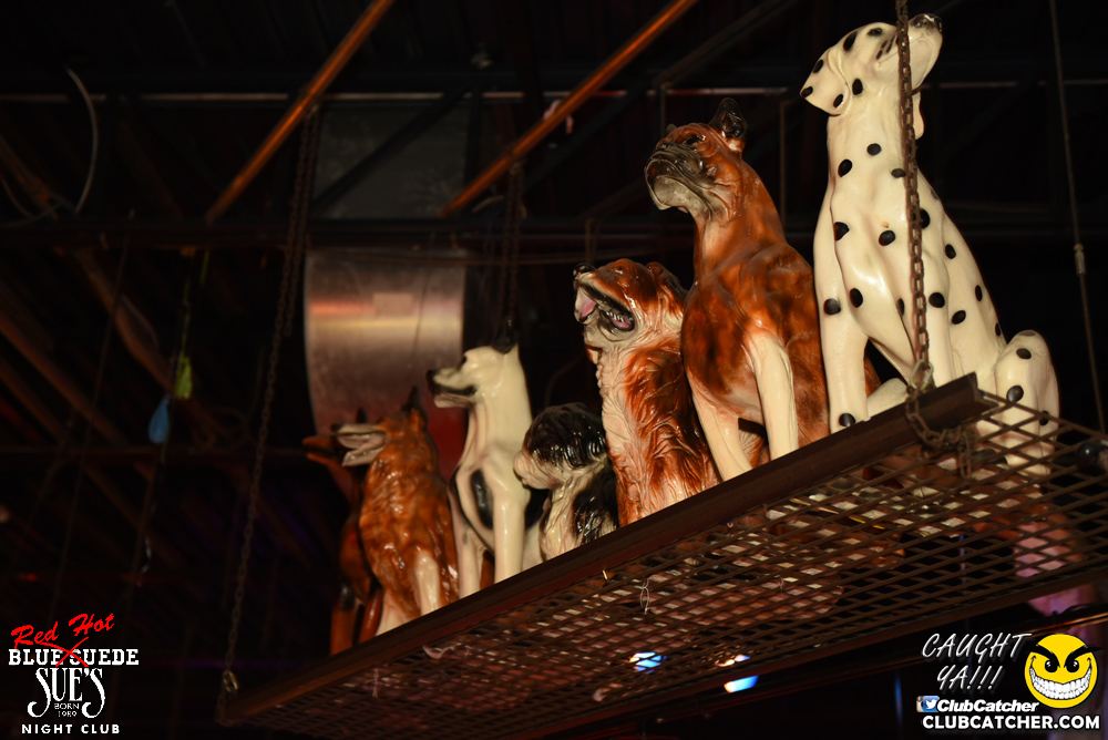 Blue Suede Sues nightclub photo 230 - November 25th, 2016